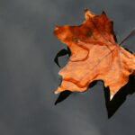 “Leaves on a Stream” – Cognitive Defusion Exercise